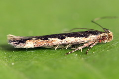 Cosmardia moritzella