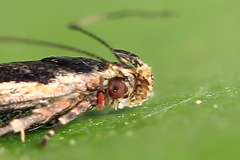 Cosmardia moritzella