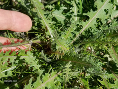 Caulanthus lasiophyllus