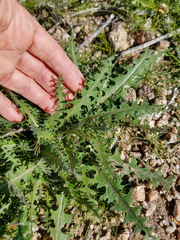 Caulanthus lasiophyllus