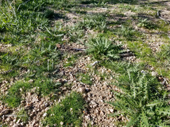 Caulanthus lasiophyllus