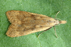 Dichomeris derasella