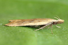 Dichomeris derasella