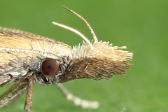 Dichomeris derasella