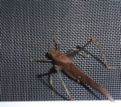 Mecopodinae