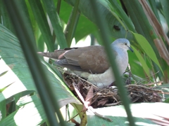 Leptotila plumbeiceps