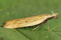 Dichomeris limosellus