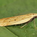 Dichomeris limosellus - Photo (c) Andrey Ponomarev, some rights reserved (CC BY-NC), uploaded by Andrey Ponomarev