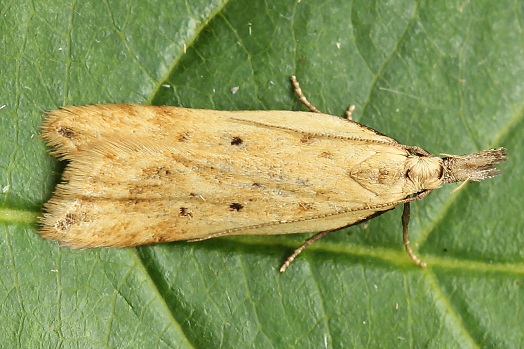Dichomeris limosellus