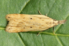 Dichomeris limosellus