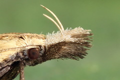 Dichomeris limosellus