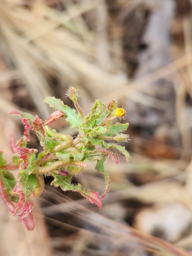 Image of Camissoniopsis hirtella by no rights reserved