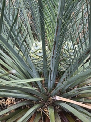 Macrozamia macdonnellii
