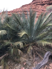 Macrozamia macdonnellii