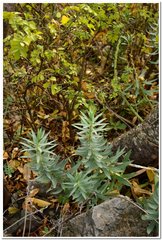 Euphorbia rigida