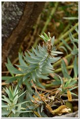 Euphorbia rigida