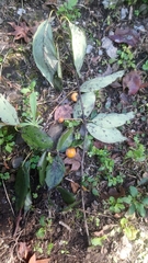 Diospyros japonica