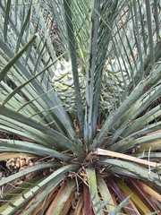 Macrozamia macdonnellii