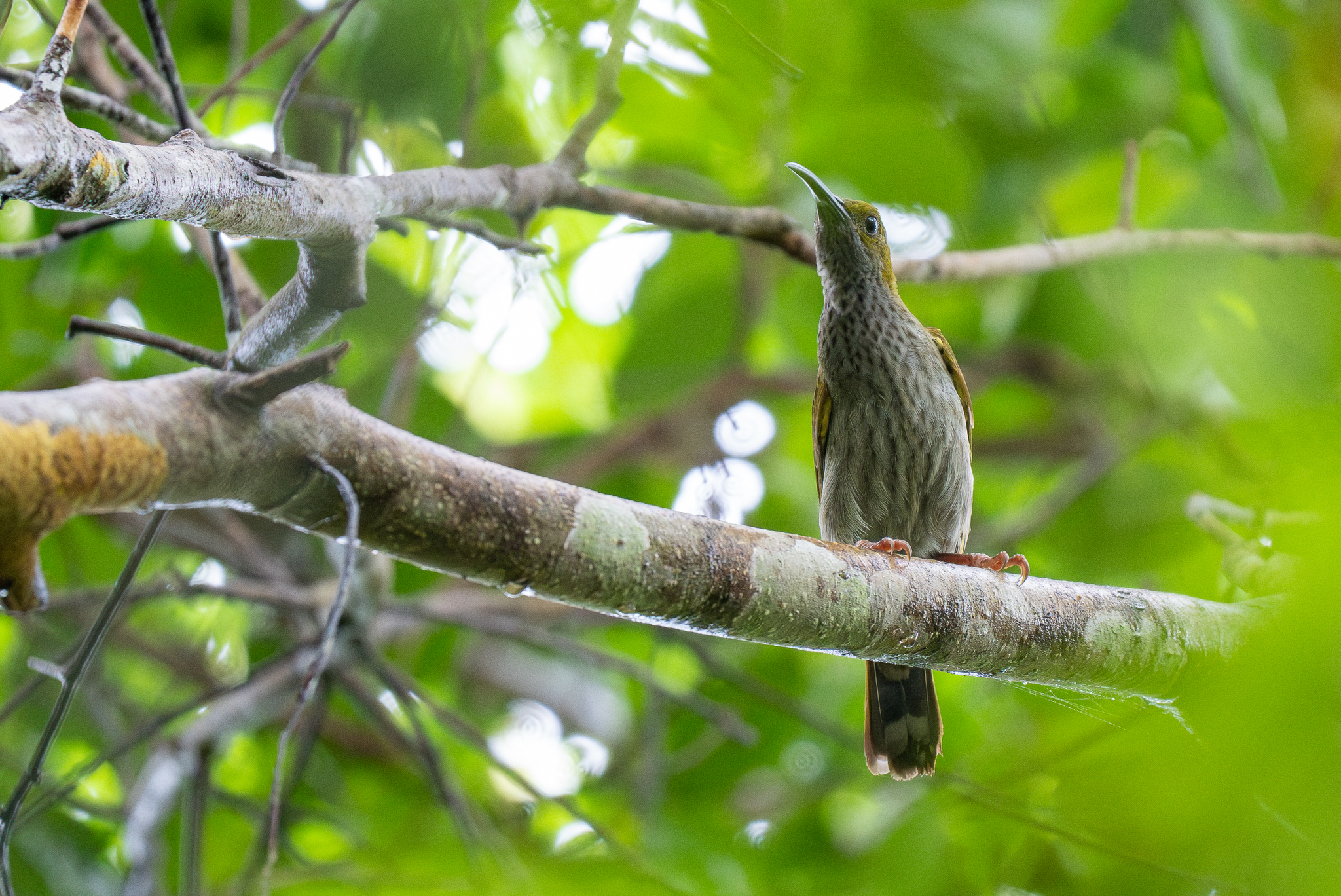 Streaky-breasted Spiderhunter (Arachnothera affinis), photo 3