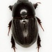 Sugarcane Beetle - Photo (c) Mike Quinn, Austin, TX, some rights reserved (CC BY-NC), uploaded by Mike Quinn, Austin, TX