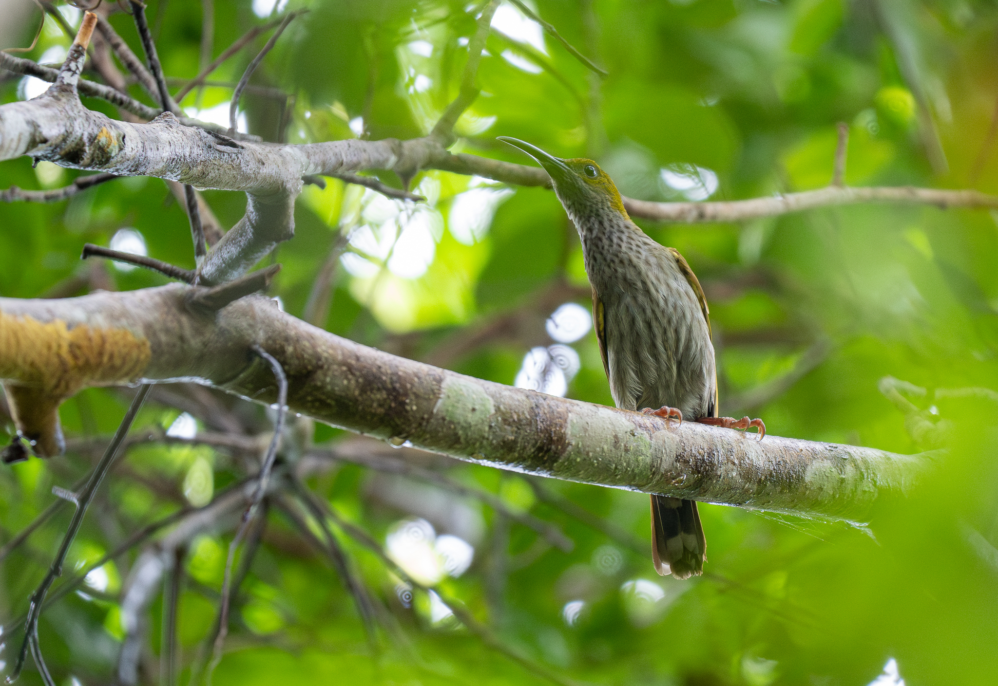 Streaky-breasted Spiderhunter (Arachnothera affinis), photo 4