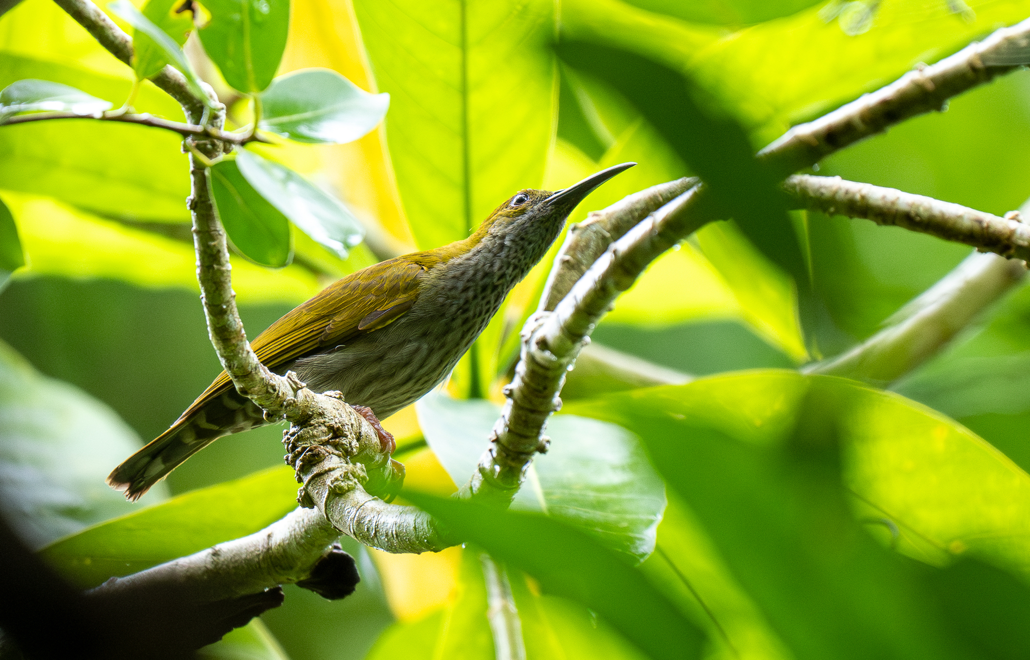 Streaky-breasted Spiderhunter (Arachnothera affinis), photo 8