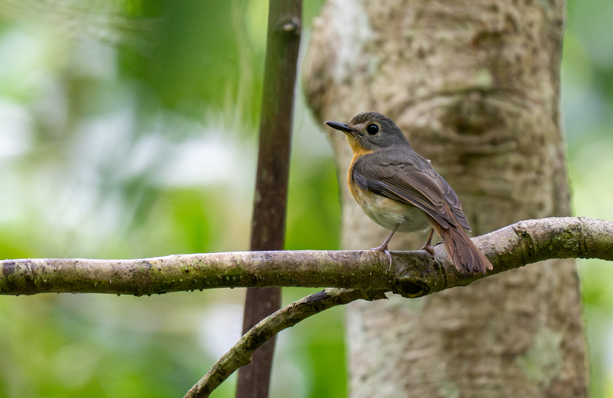 Javan Blue Flycatcher (Cyornis banyumas), photo 2