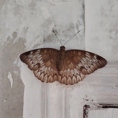 Euthalia monina monina