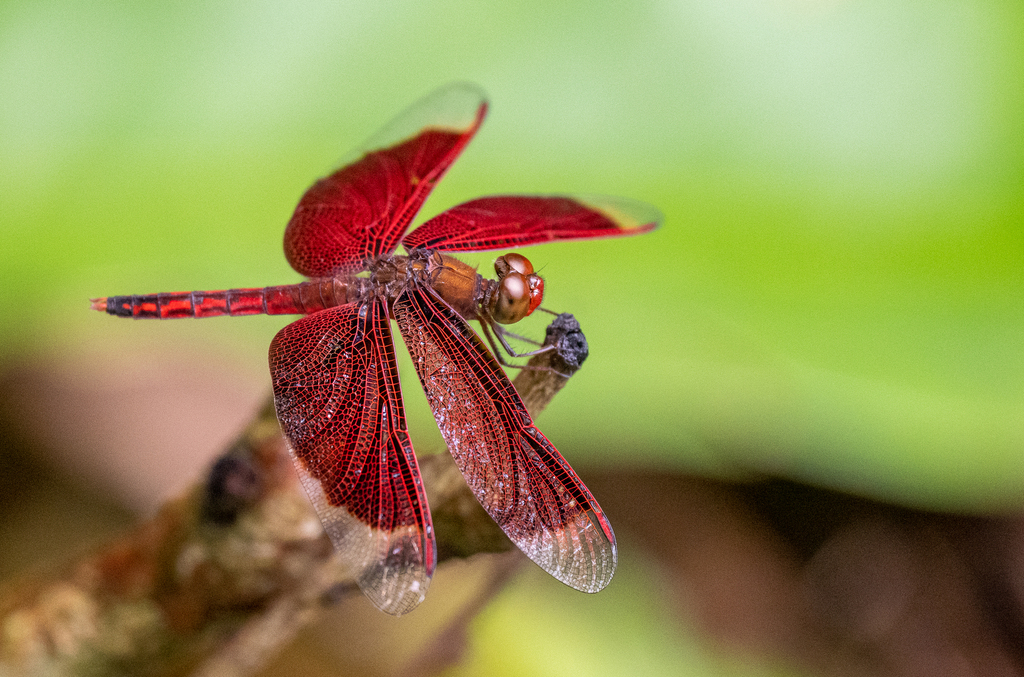 Red Percher