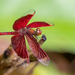 Red Percher - Photo (c) Forest Botial-Jarvis, some rights reserved (CC BY-NC), uploaded by Forest Botial-Jarvis