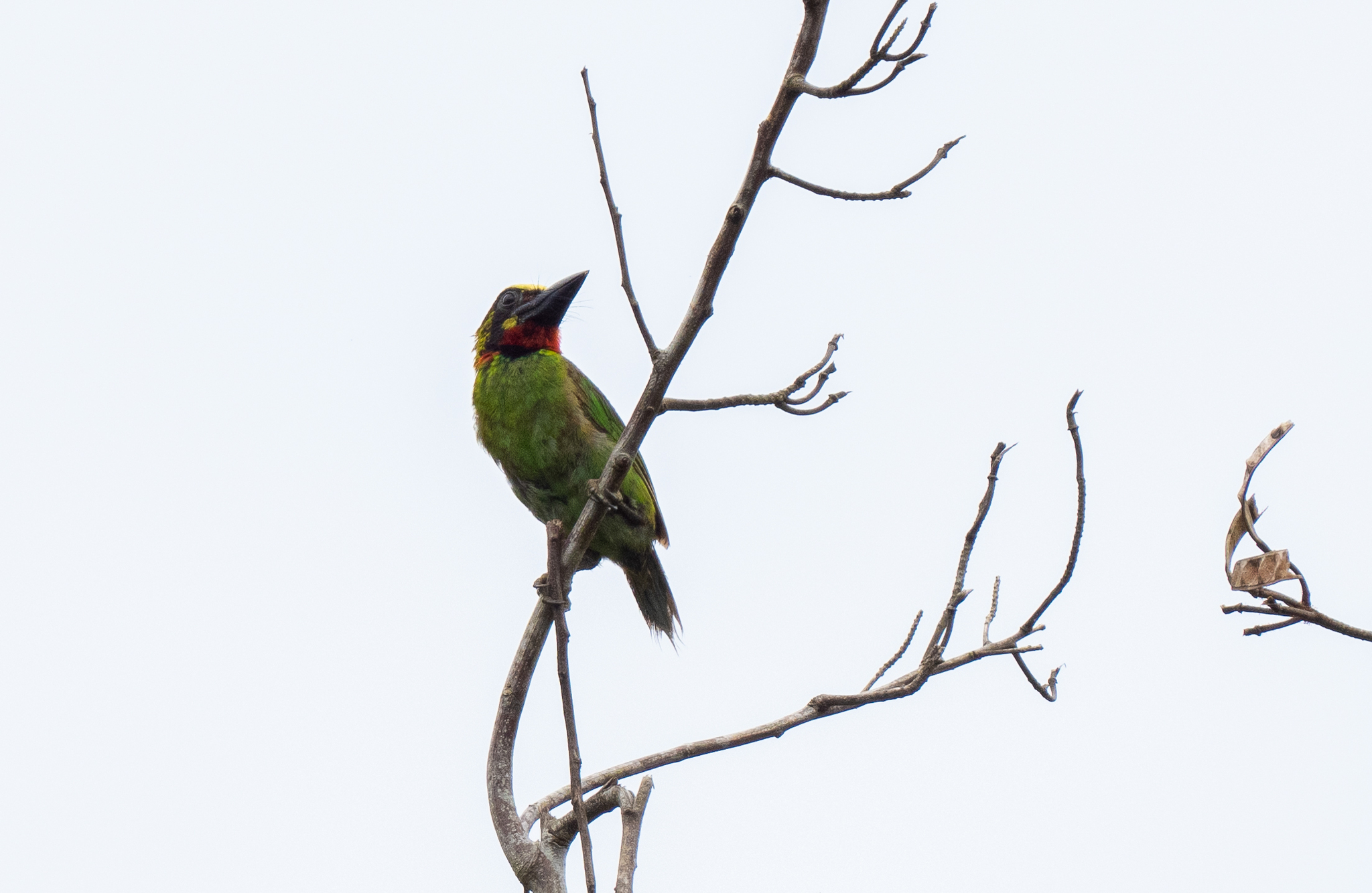 Black-banded Barbet (Psilopogon javensis), photo 10