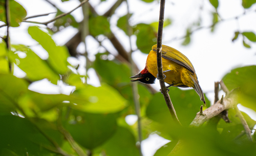 Ruby-throated Bulbul (Rubigula dispar), photo 10