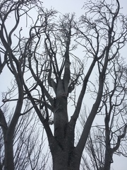 Acer rubrum