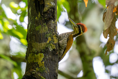 Javan Flameback photo 2