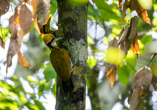 Javan Flameback (Chrysocolaptes strictus), photo 2