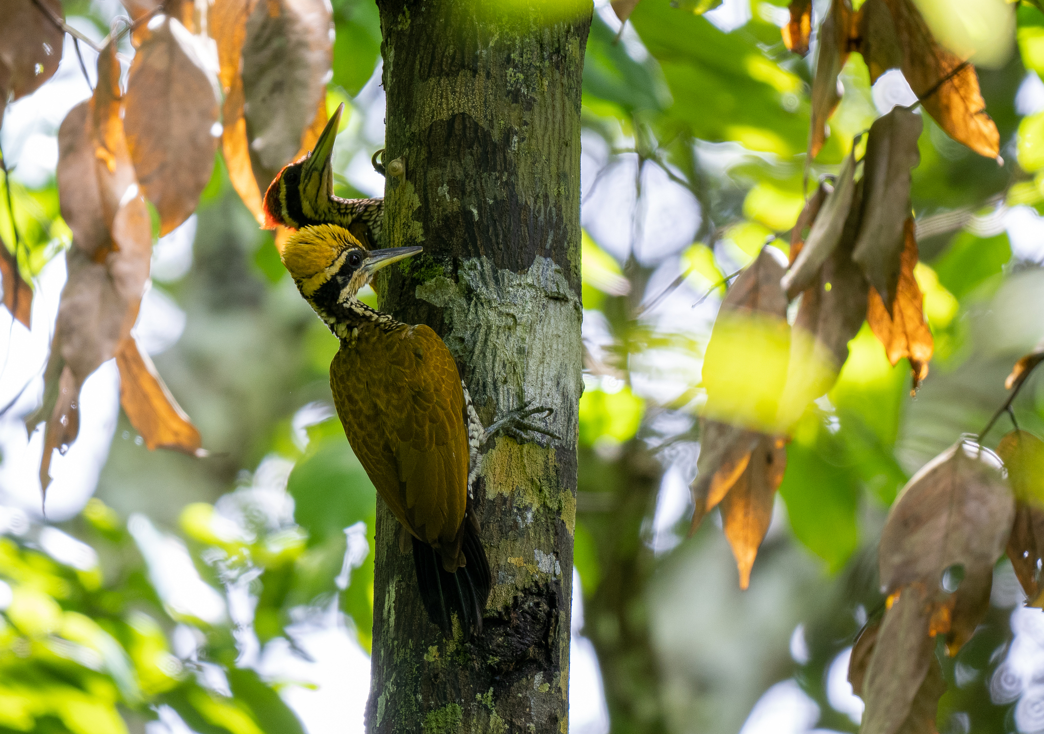 Javan Flameback (Chrysocolaptes strictus), photo 2
