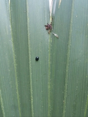 Hemisphaerota cyanea