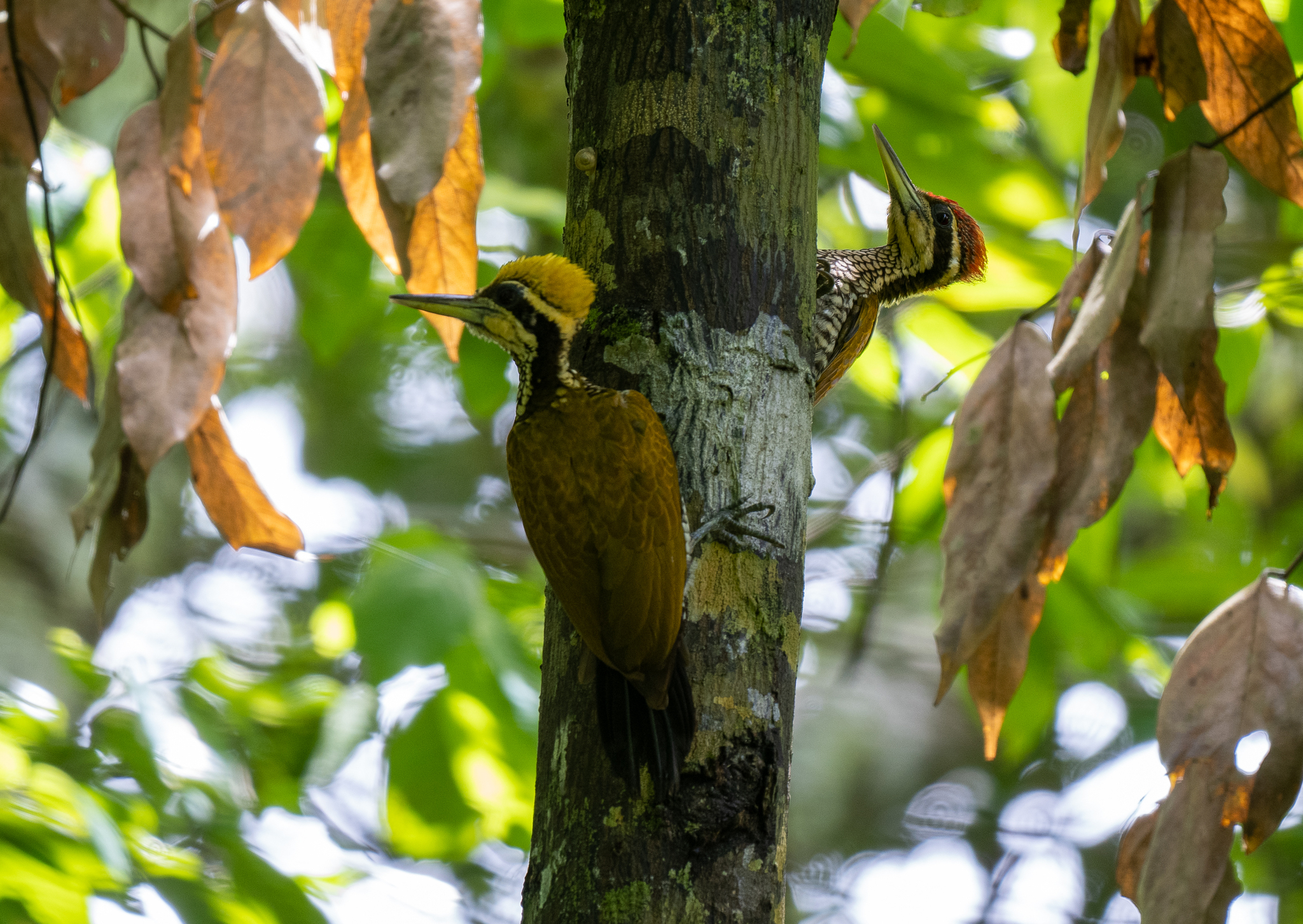 Javan Flameback (Chrysocolaptes strictus), photo 3