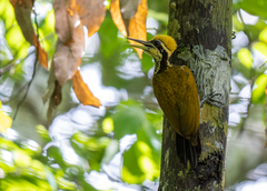 Javan Flameback photo 3