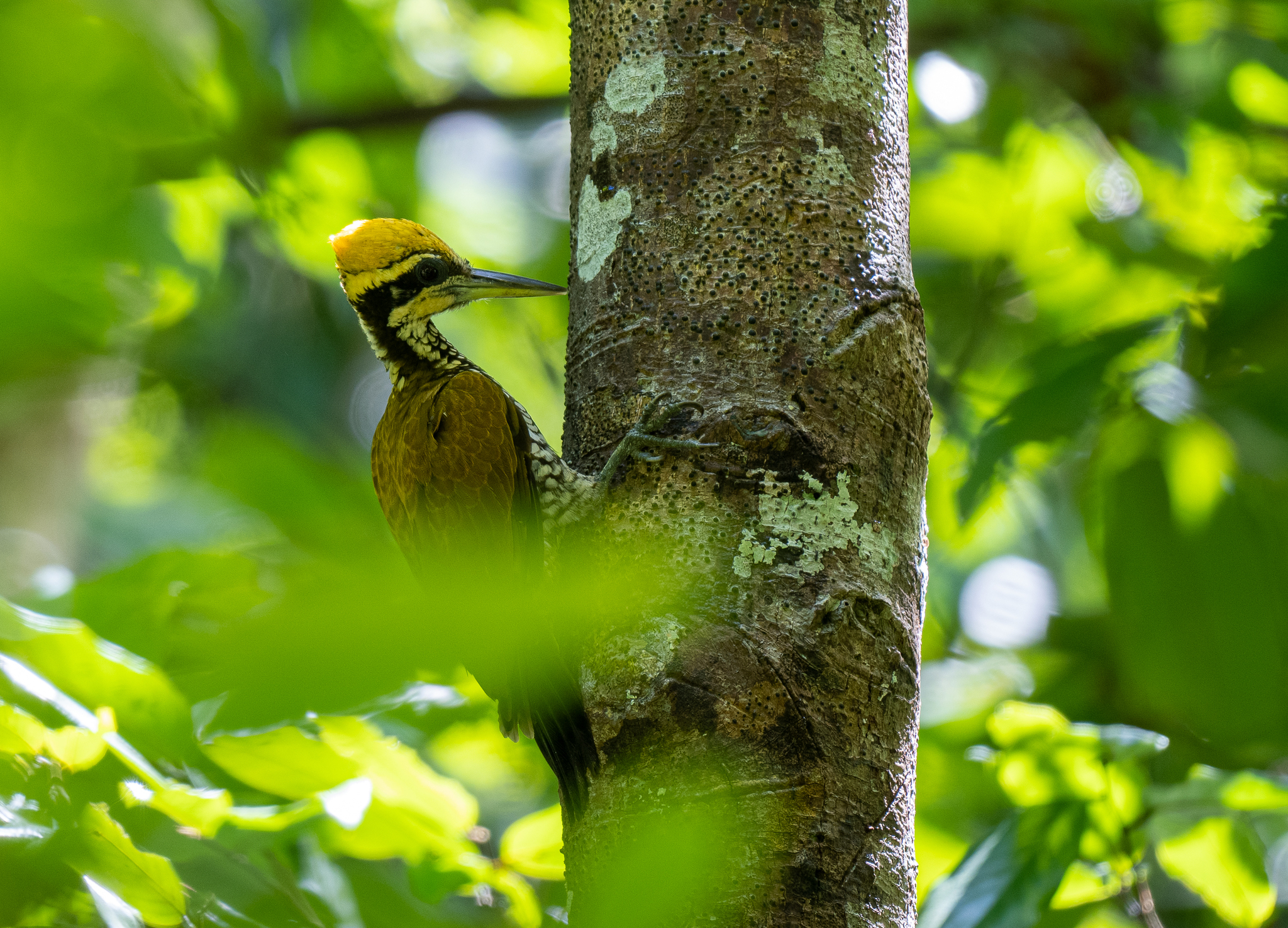 Javan Flameback (Chrysocolaptes strictus), photo 7