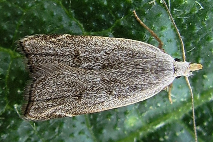 Dichomeris rasilella