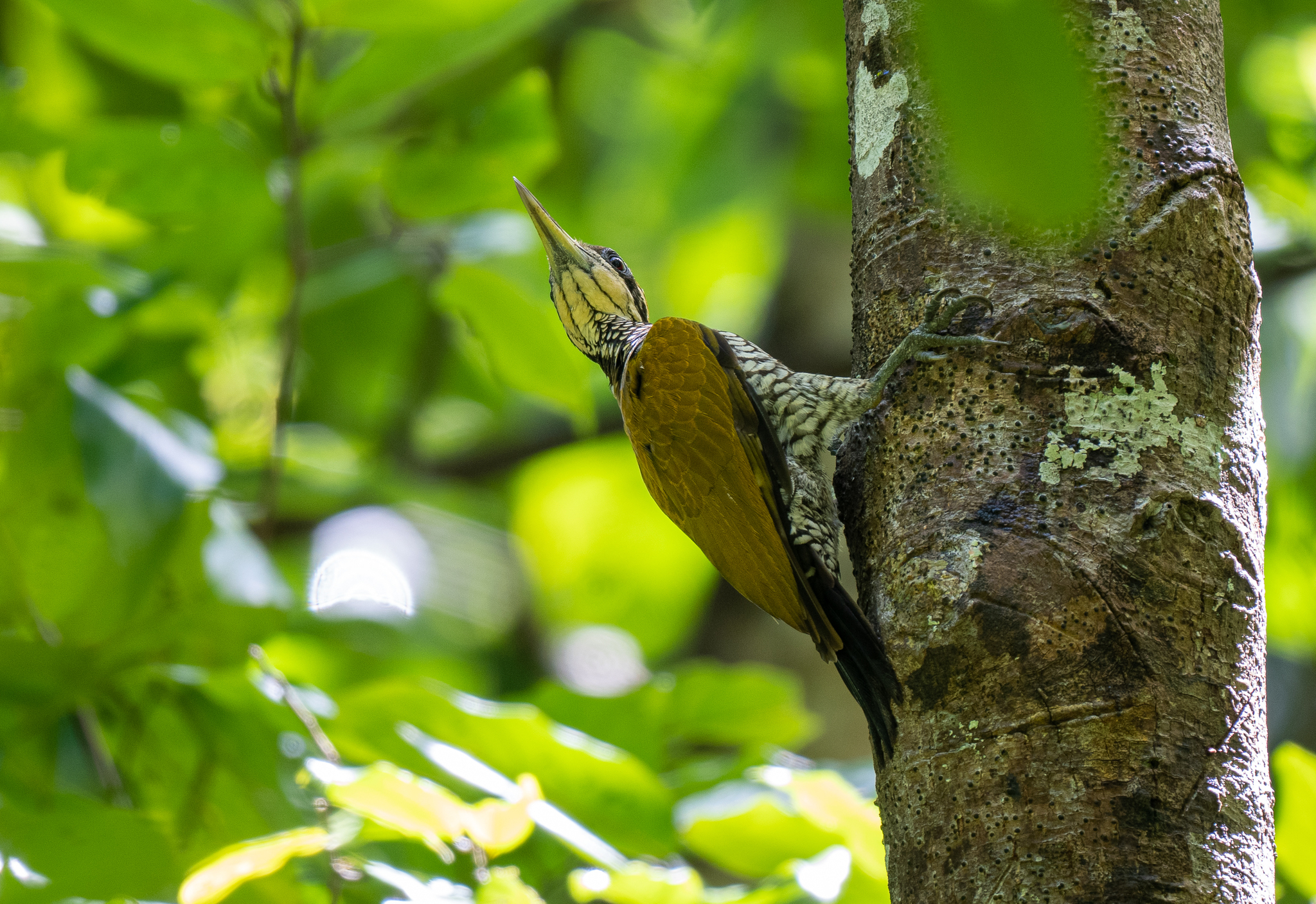Javan Flameback (Chrysocolaptes strictus), photo 8