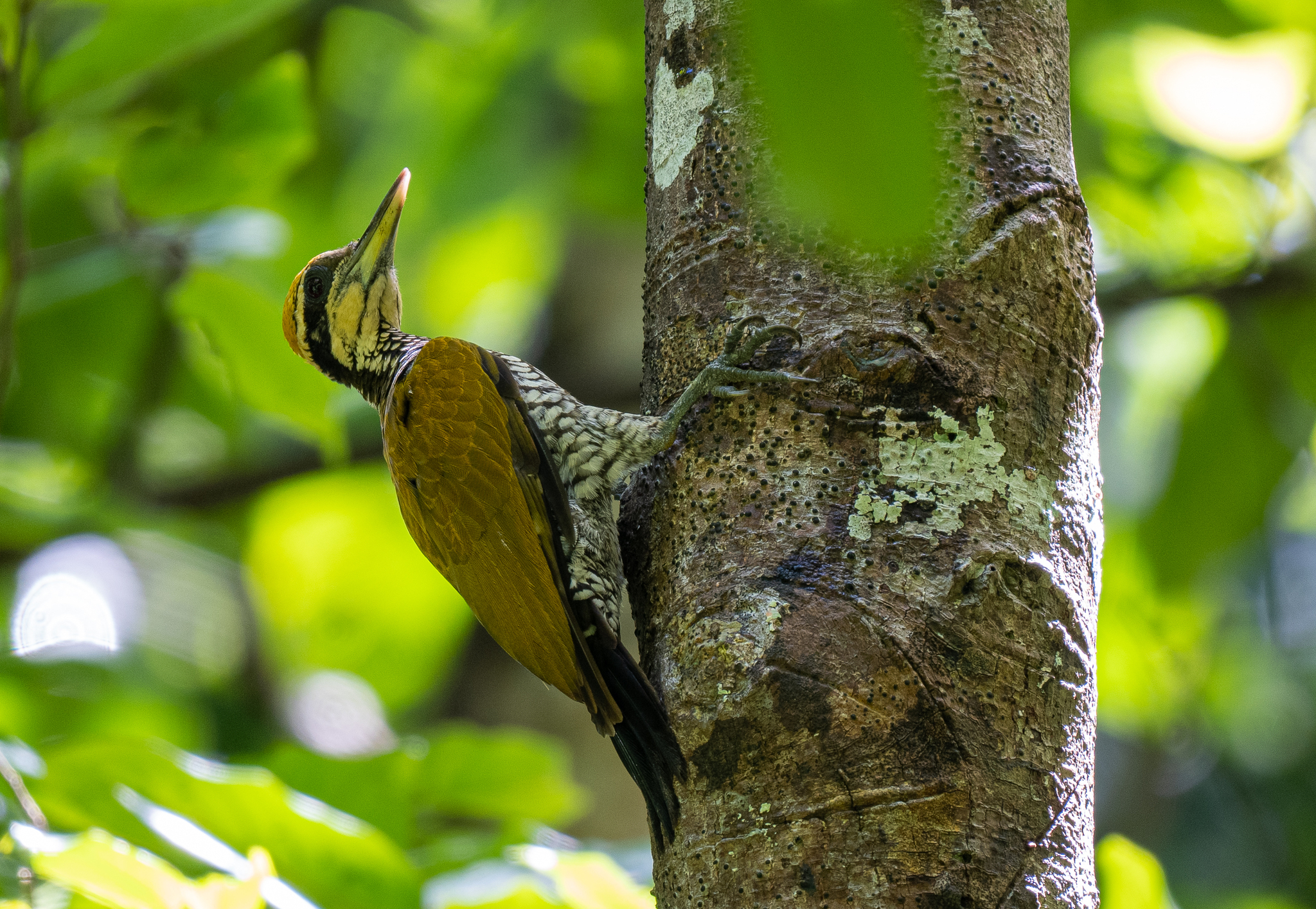 Javan Flameback (Chrysocolaptes strictus), photo 9