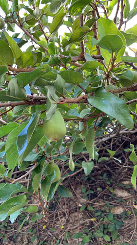 Ficus pumila observed 2023-06-09