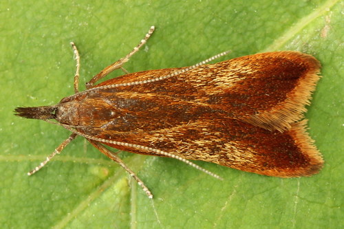 Dichomeris ustalella (Fabricius, 1794)