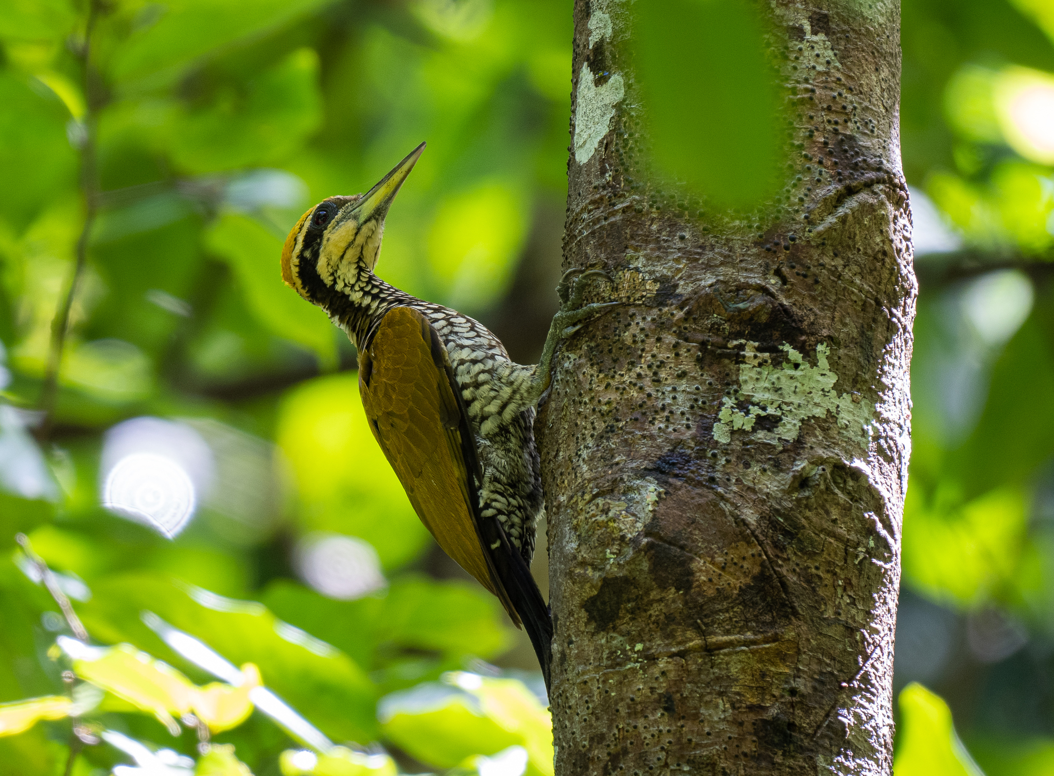 Javan Flameback (Chrysocolaptes strictus), photo 10