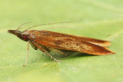 Dichomeris ustalella