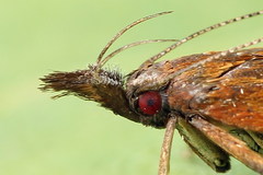 Dichomeris ustalella
