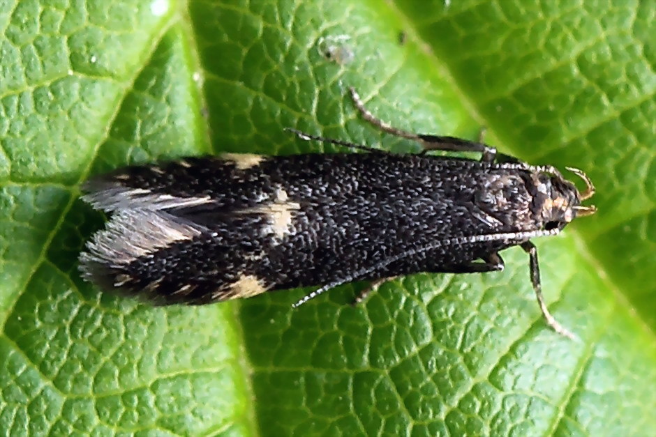 Two-spotted Neb (Oxypteryx atrella)