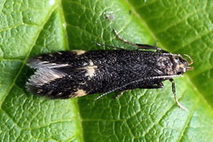 Eulamprotes atrella